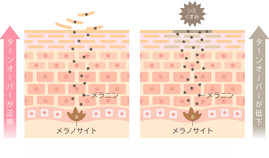 肌のターンオーバーを意識してスキンケアを行う女性