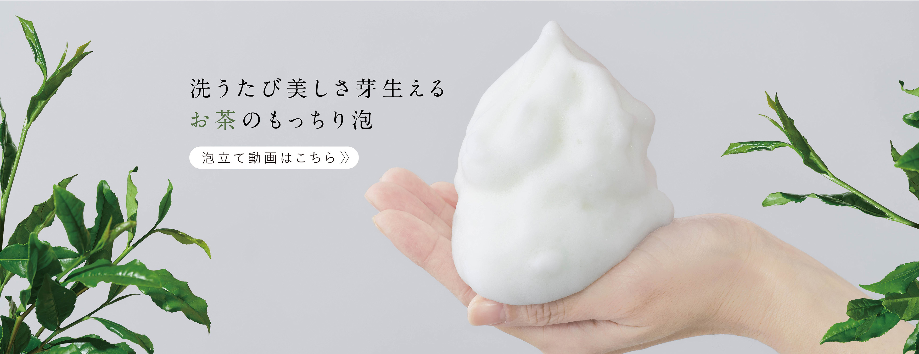 洗うたび美しさ芽生える、お茶のもっちり泡