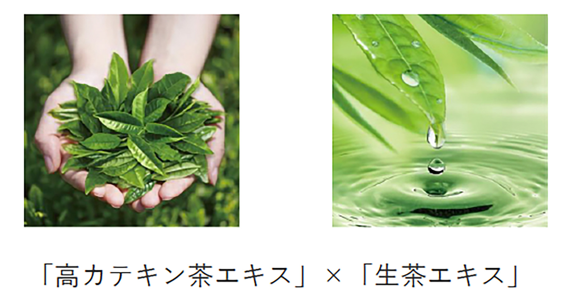 「高カテキン茶エキス」×「生茶エキス」