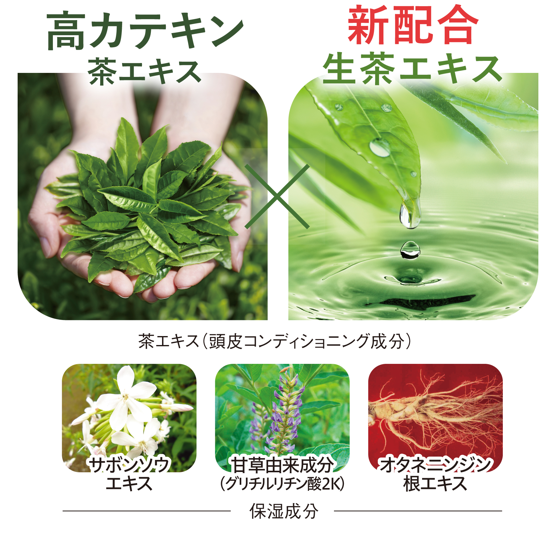 茶澄 茶の精シャンプー特長