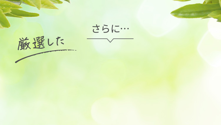 「高濃度カテキン濃密泡」だけじゃない さらに厳選した